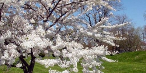 Trešnja u predgrađu - najbolje sorte